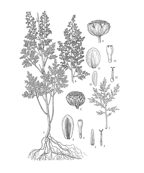Natural compounds from  Artemisia annua